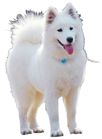 狗狗_驻马店新闻