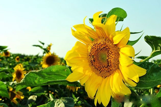 遂平：向日葵花开灿烂  吸引游客来观赏