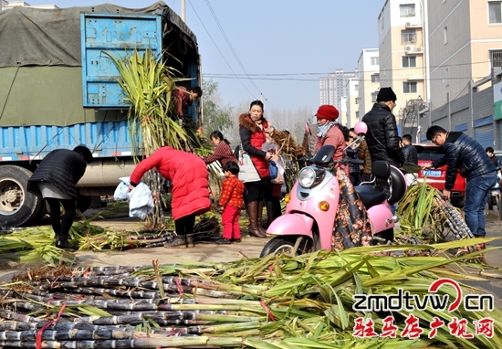 争相认购甘蔗让爱心传递 帮蔗农解忧