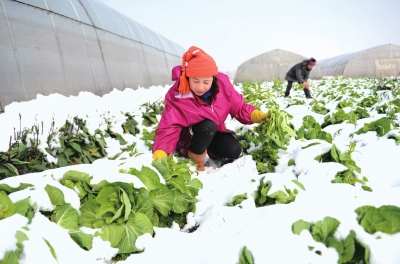 雨雪冰冻不误收菜