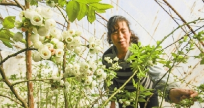 大棚蓝莓 错时开花