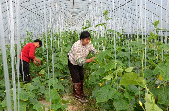 重庆梁平：早市黄瓜效益高