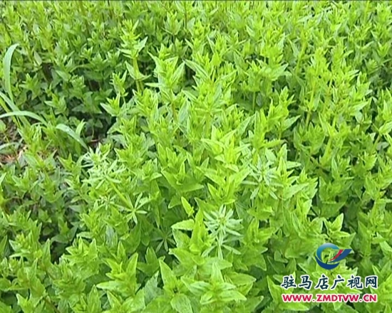 西平县惠农源种植专业合作社揭牌