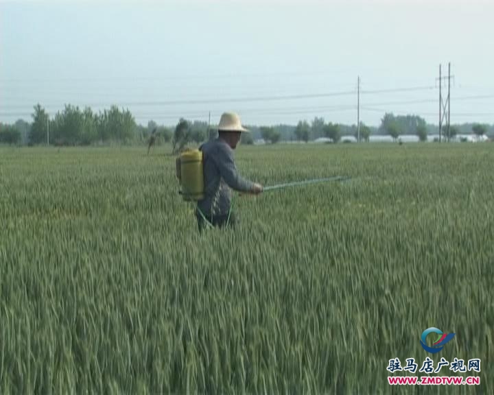 平舆：掀起小麦病虫害防控高潮