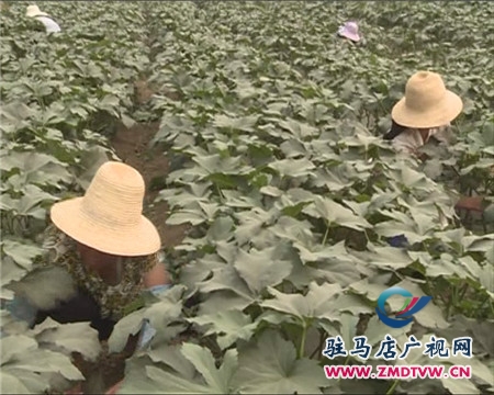 特稀蔬菜黄秋葵在汝南首次种植