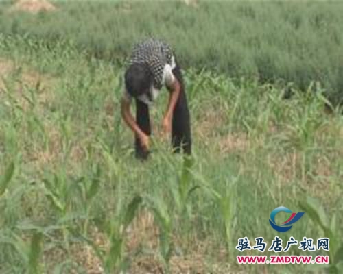 平舆：掀起夏苗田间管理高潮