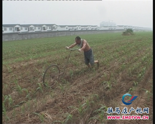 上蔡农民除草施肥保秋收