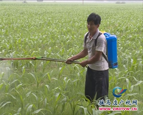 汝南县多管齐下　切实加强夏种作物管理