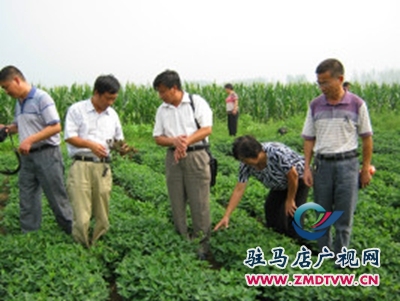 正阳：“田间课堂”科技惠民