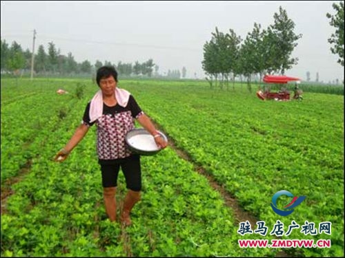 正阳：好雨知时节 秋田润甘霖