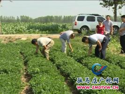 西平县重渠乡多举措打造“花生之乡”品牌