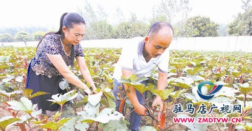 上蔡县东洪镇种植秋葵效益好