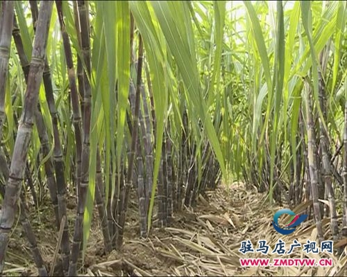 本地甘蔗早上市 销售遇“冷”