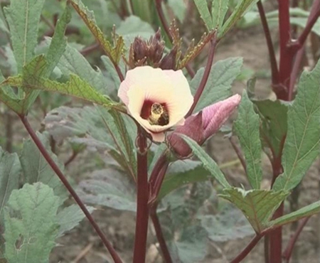 “植物黄金”秋葵喜获丰收