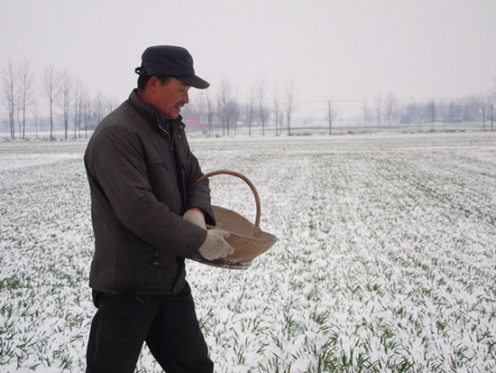 正阳农民雪后追肥忙