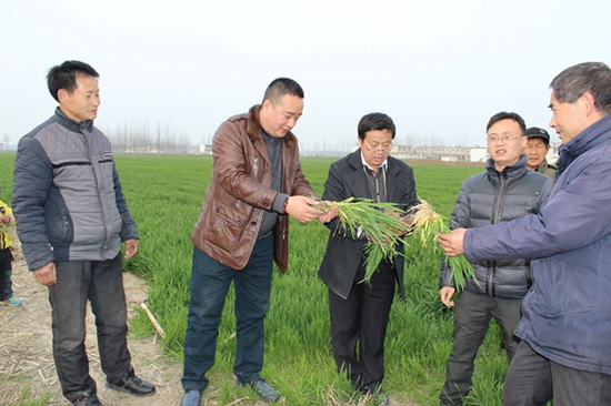 “庄稼医生”出诊到地头 小麦高产农民不用愁