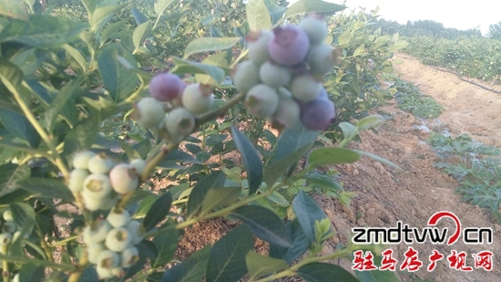 我市首个蓝莓种植基地进入采摘期