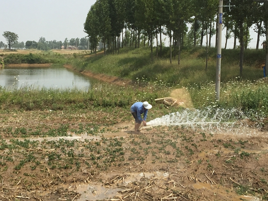 我市各地农民积极抗旱保秋苗