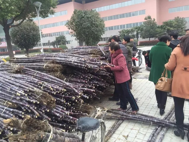 大驻马甘蔗义卖遭遇城管按章执法，这事你咋看？