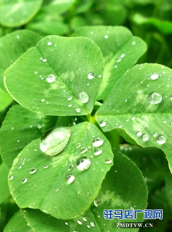 水滴晶莹，雨润天中.jpg
