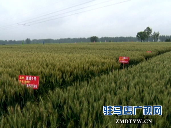 汝南县:田间地头小麦品种擂台赛--驻马店新闻