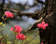 杜鹃花又名映山红，被誉为“花中西施”