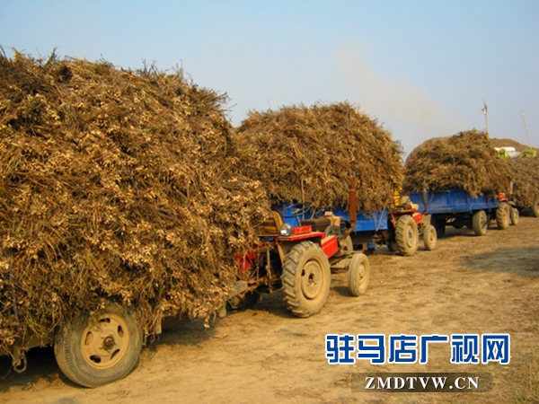 花生秸秆成了香饽饽--驻马店新闻--驻马店广视