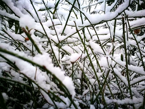 我市迎来2017年第二场雪