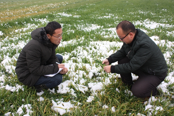 正阳：农气技术人员开展雪后小麦墒情调查