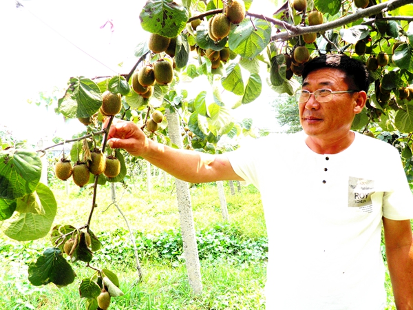 汝南县古塔街道“扶贫果”长势喜人