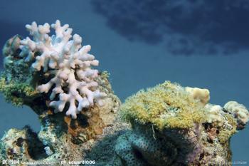 珊瑚虫的外形