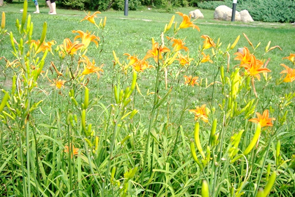 平舆县庙湾镇：黄花菜铺出扶贫黄金道