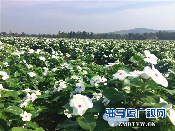 微信图片_20170924112822_副本 - 副本.jpg