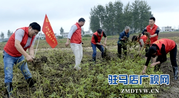 县卫计委志愿服务先锋队帮助贫困户抢收花生.jpg