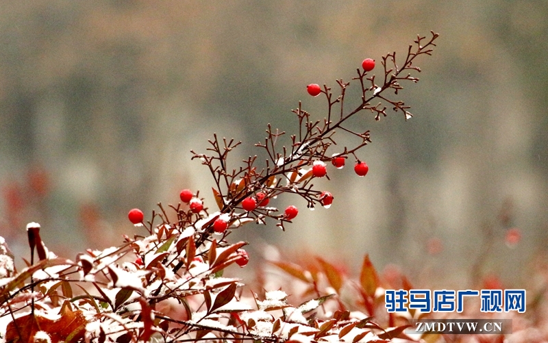 雪后的黄淮学院小景