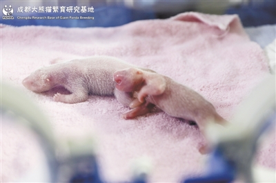 首对圈养熊猫诞生 美萌和兰萌萌翻众人