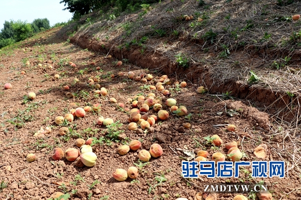 胡庙万亩桃园桃子大丰收却遇滞销难题