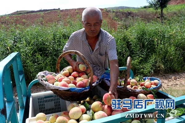 胡庙万亩桃园桃子大丰收却遇滞销难题