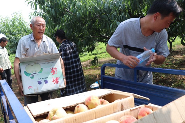 媒体助力 多部门联动 胡庙万亩桃子滞销问题得以解决
