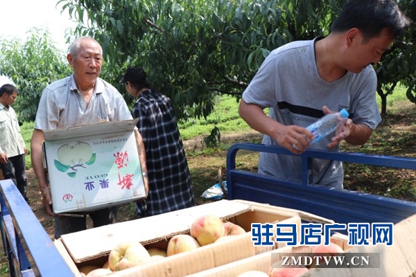 电商助推解决桃子滞销难题 人大代表建议需改良桃子品种