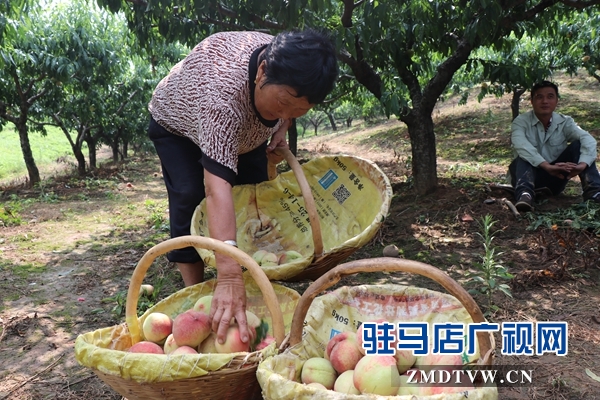 电商助推解决桃子滞销难题 人大代表建议需改良桃子品种