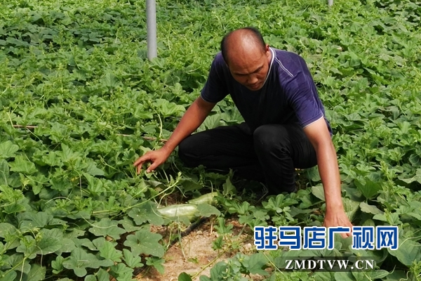 褚市魏庄：特色农业种植再添新活力