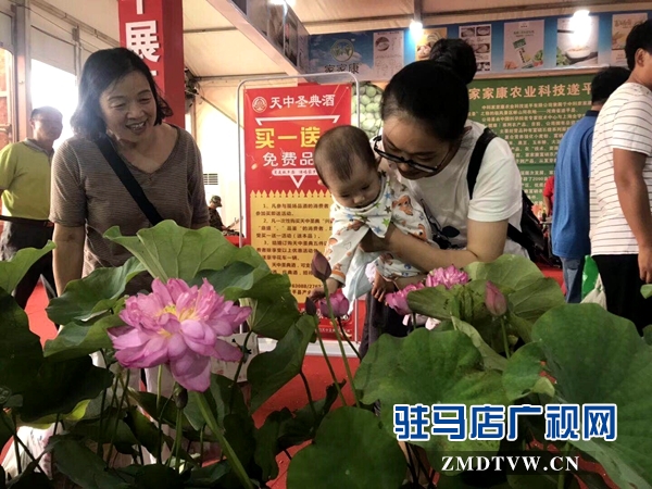 汝南展厅盆栽荷花首次亮相展会惹人爱