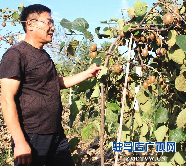 汝南县古塔街道“扶贫果”挂满枝头