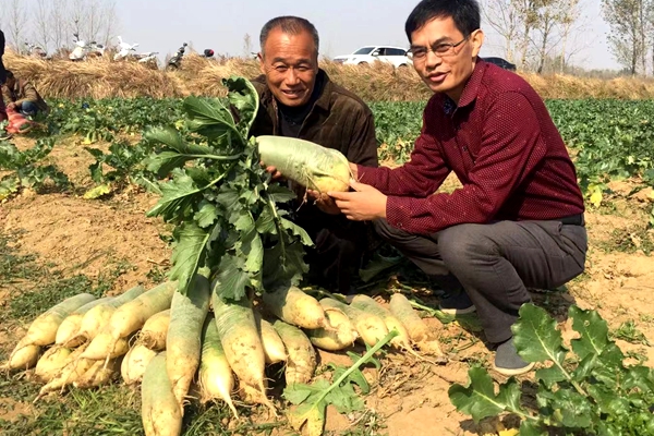 泌阳县闫洼村的水果萝卜开挖了