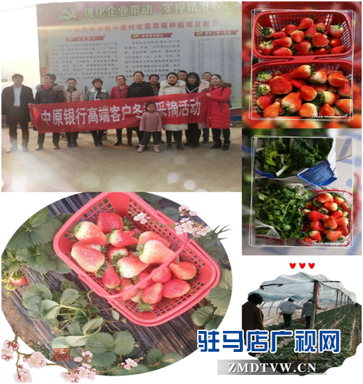 中原银行新蔡支行举办“中原银行高端客户冬季采摘活动”受客户称赞