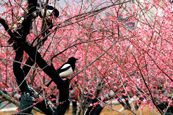 3月中旬 梅花牵手郁金香与你相约嵖岈山温泉小镇