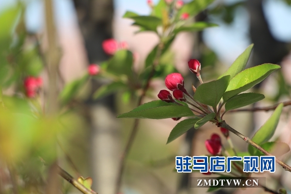 西平县：第二届海棠文化旅游节开幕