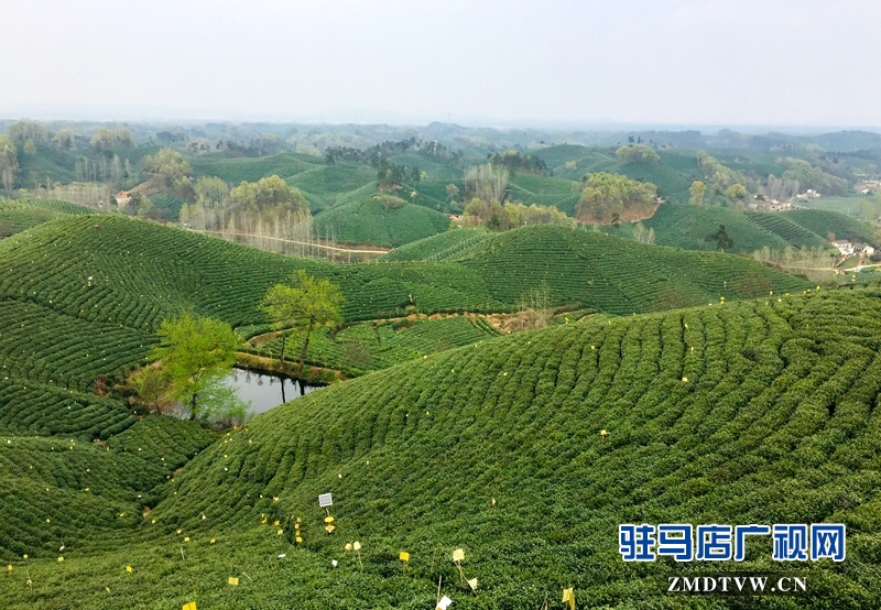 云雾高山有好茶