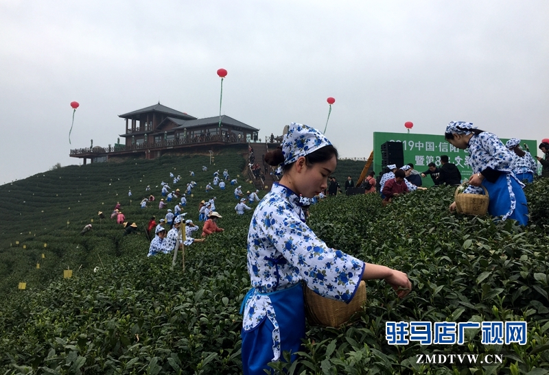 采茶女正在采摘茶叶